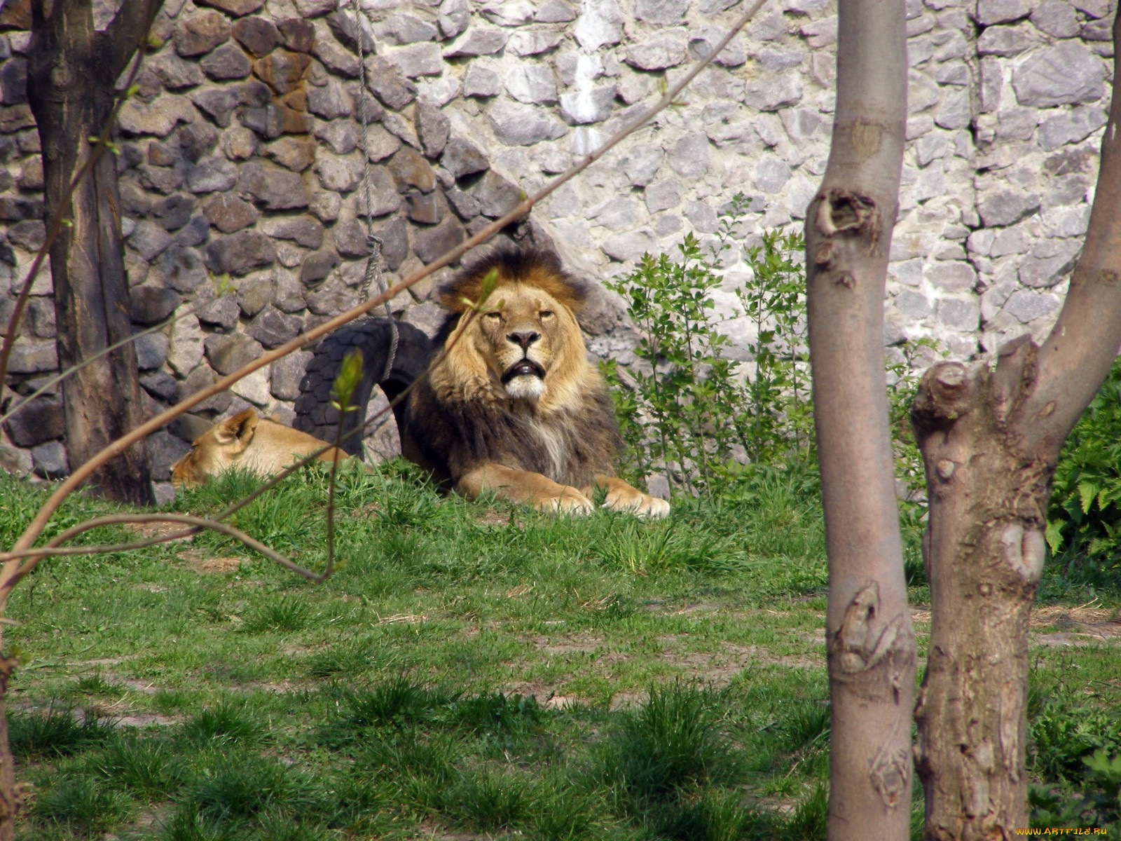 животные, львы
