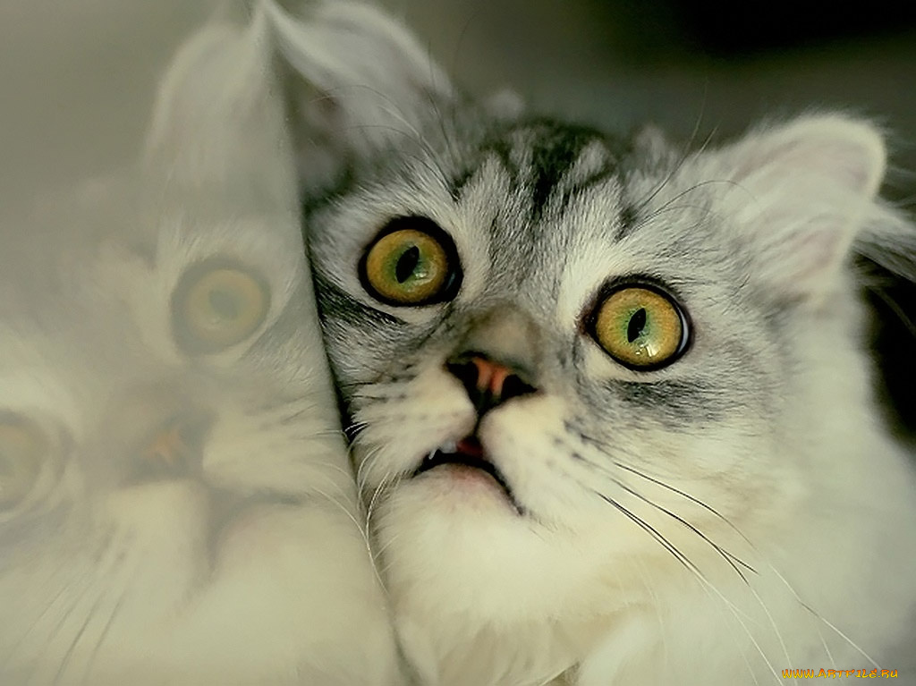 кто, сказал, что, коты, гашиш, не, любят, by, lola, животные