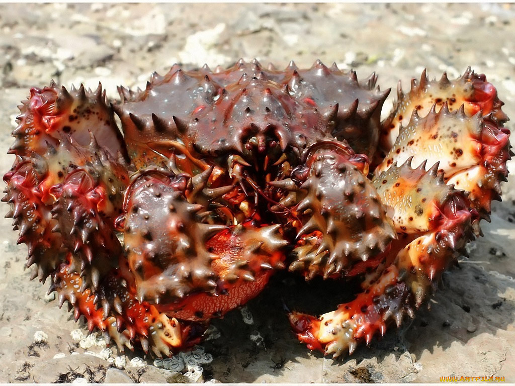 боевая, машина, авт, леонид, животные, крабы, раки