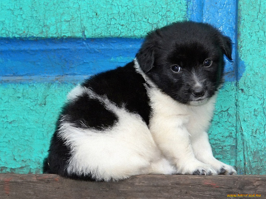 черно, белом, цветном, авт, paramon, животные, собаки