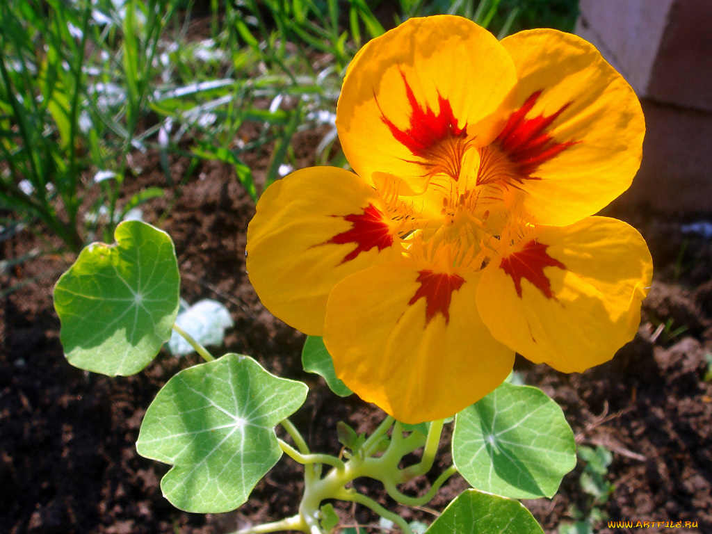 цветы, настурции