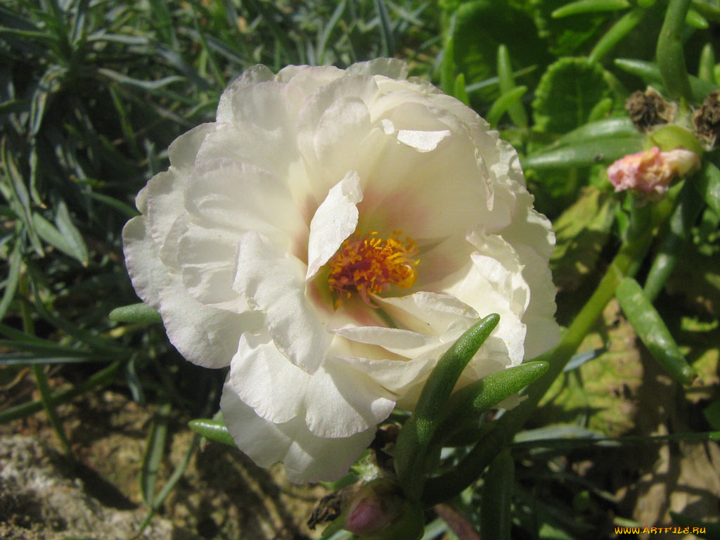 цветы, портулак