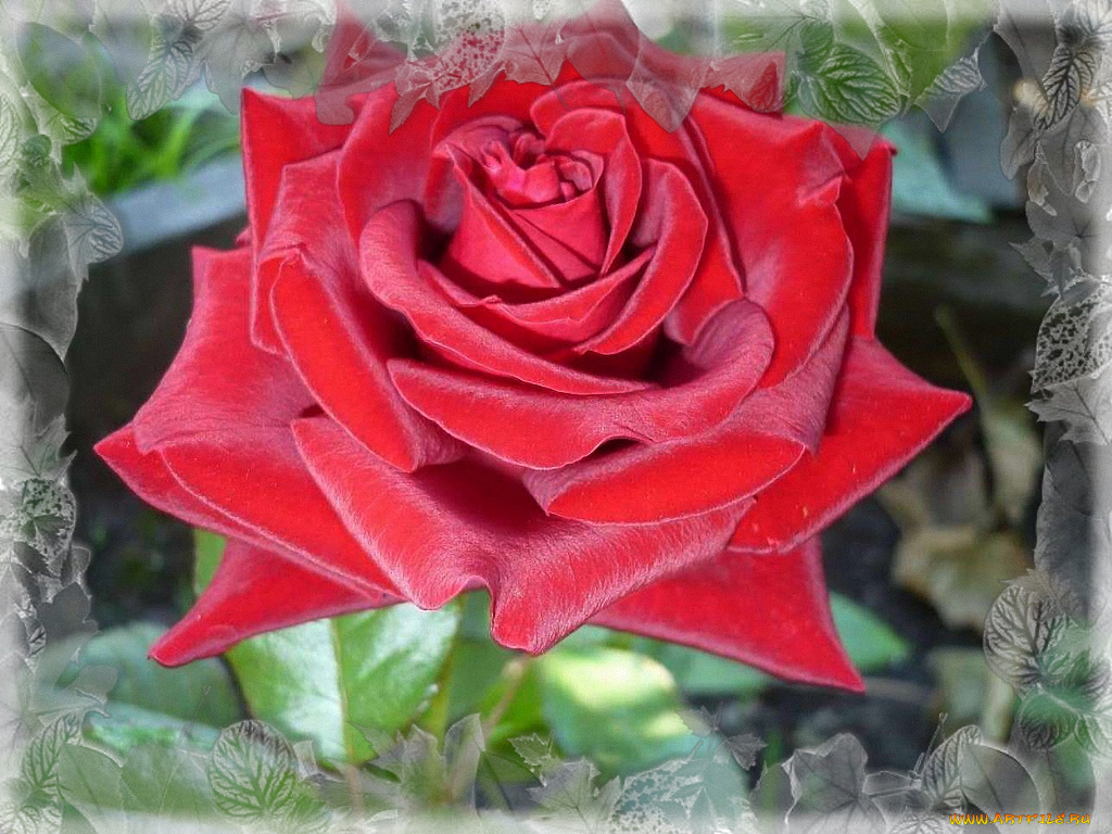 цветы, розы