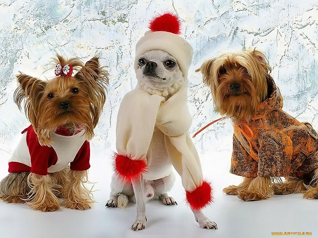 короля, делает, свита, авт, alver, животные, собаки