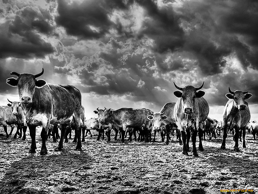 коровы, карибского, моря, авт, вася, куролесов, животные, буйволы