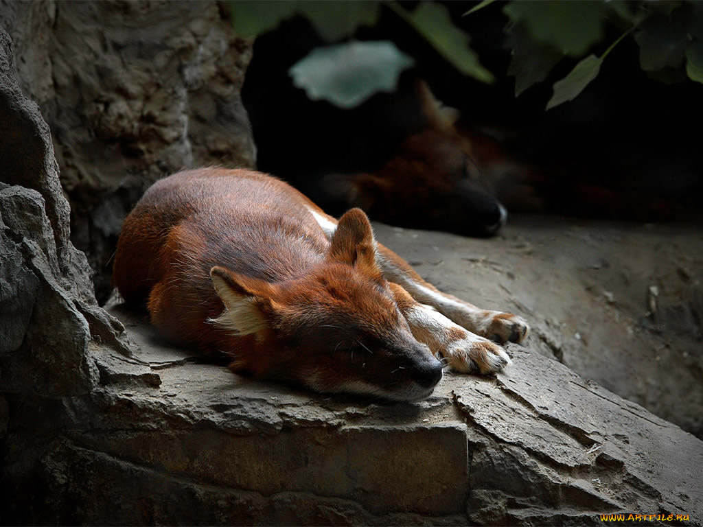 волки, мы, только, рыжие, авт, varass, животные