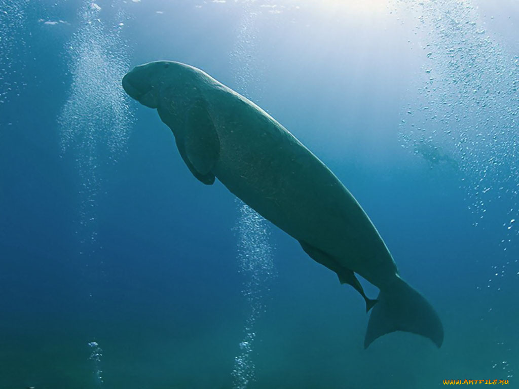 животные, морские, коровы, слоны