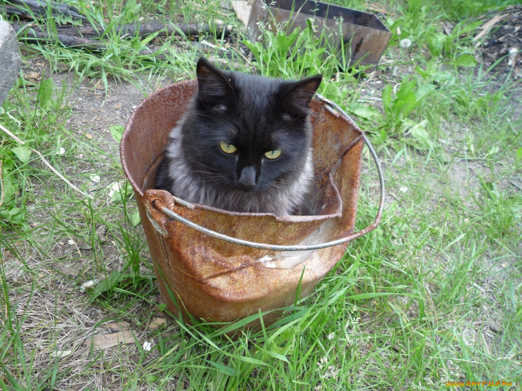 кот, ведре, животные, коты