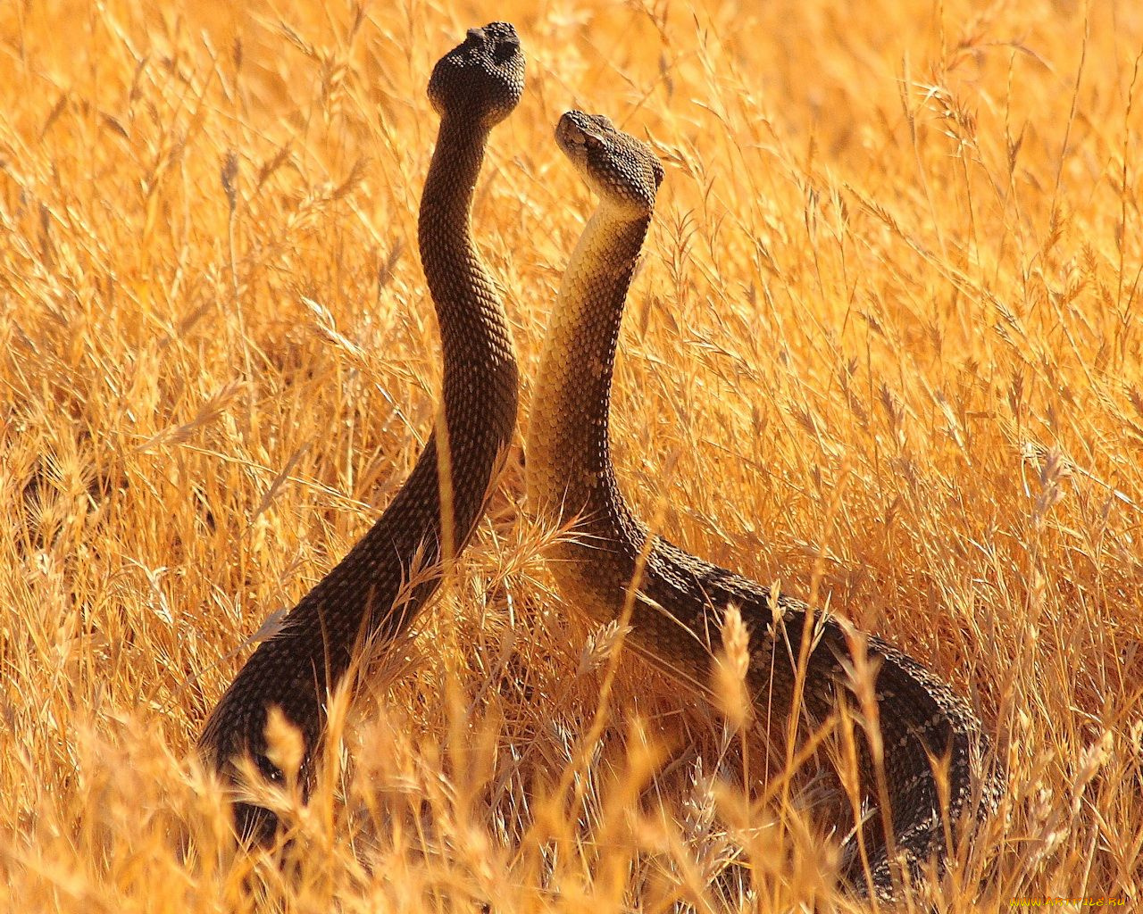 животные, змеи, питоны, кобры