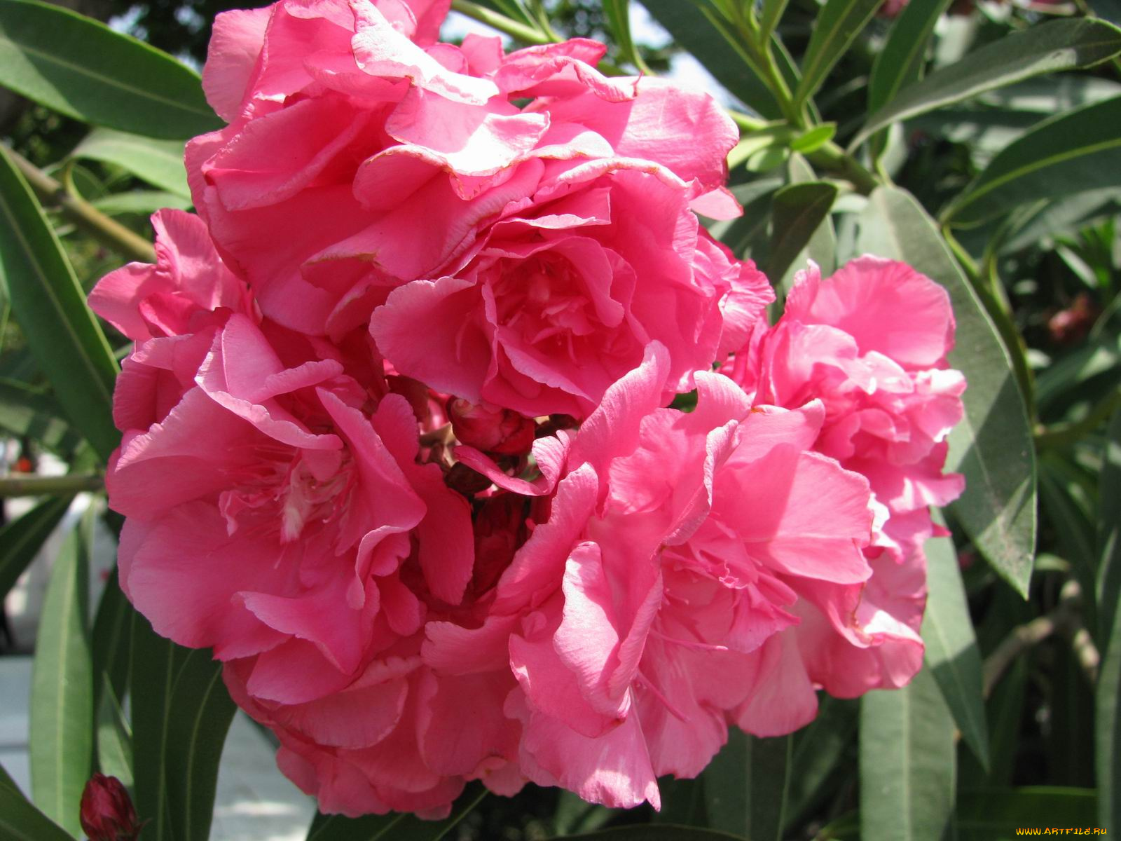 цветы, олеандры