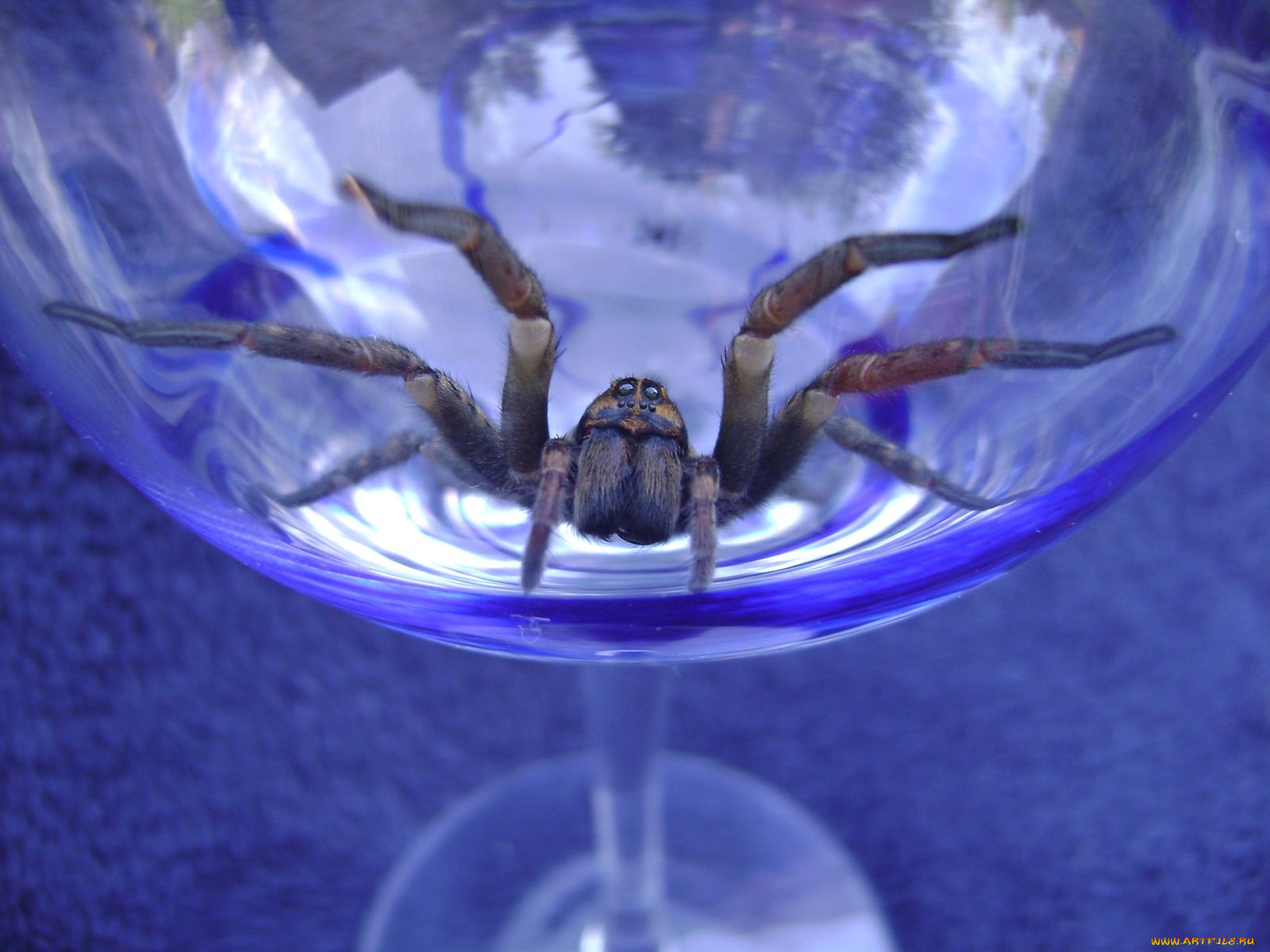 животные, пауки