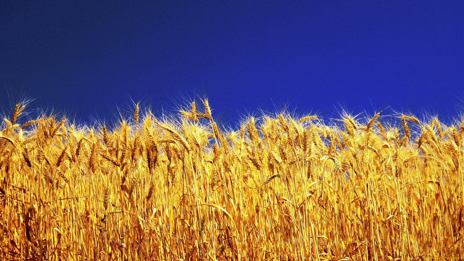 природа, поля