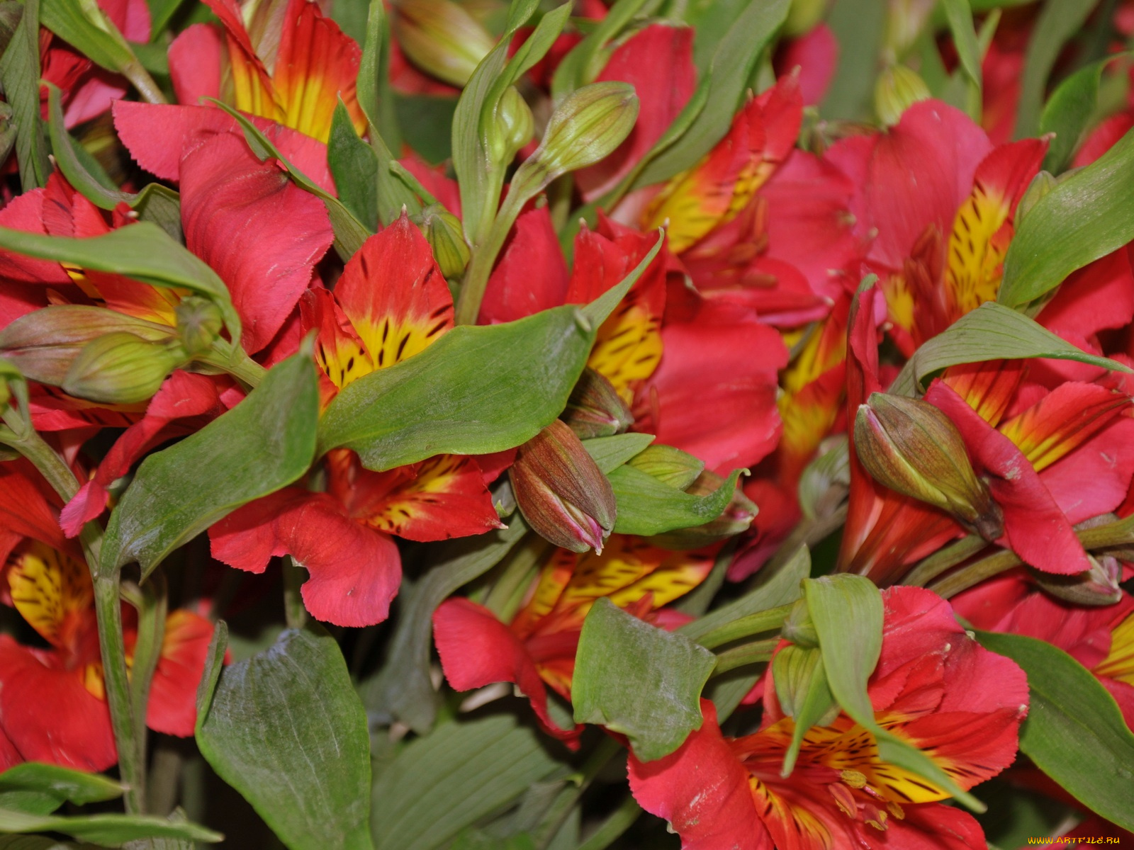 цветы, альстромерия