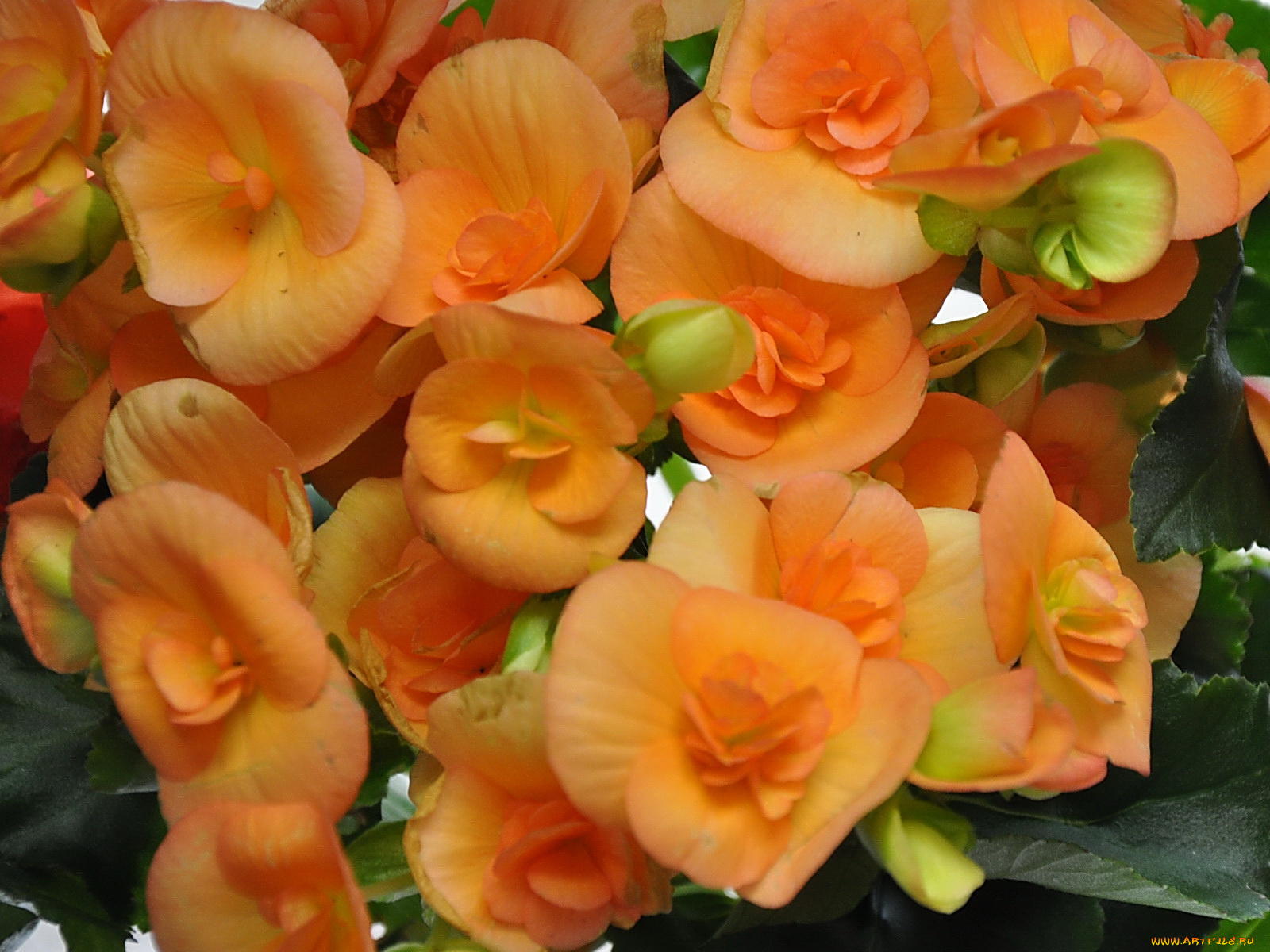 цветы, бегония