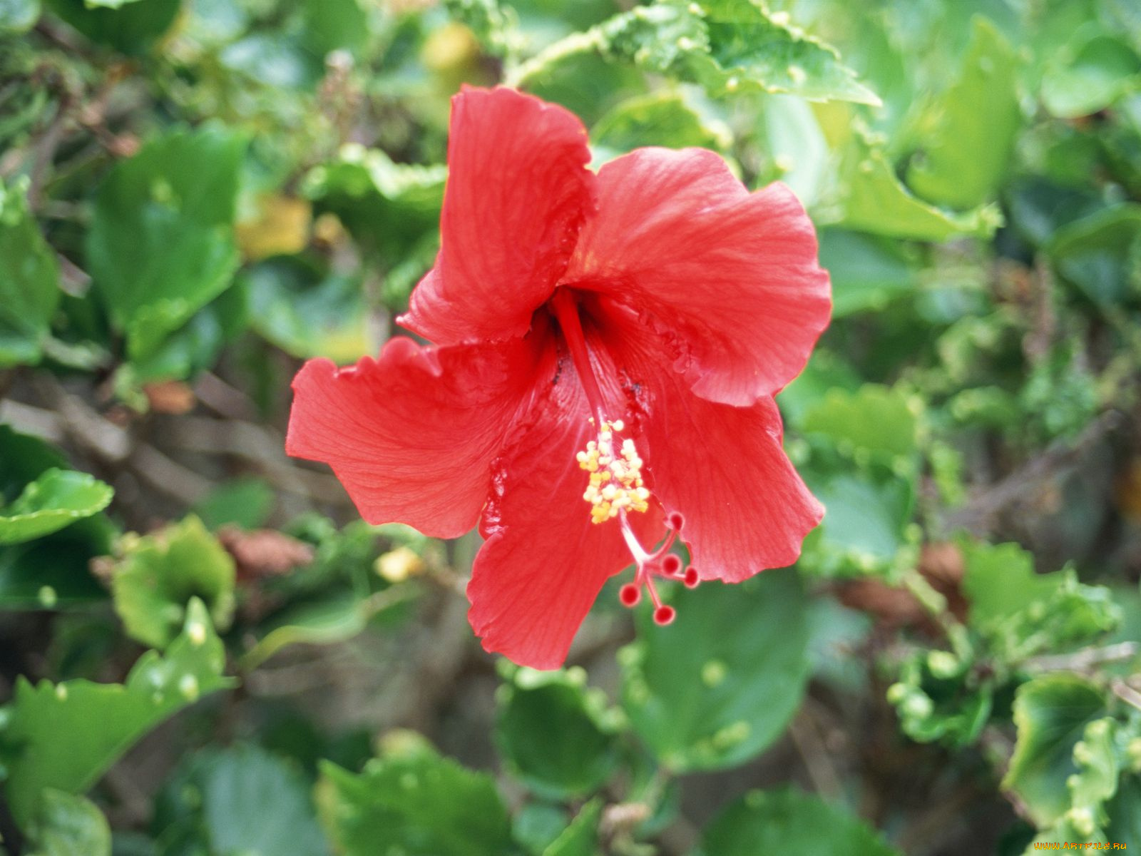 цветы, гибискусы