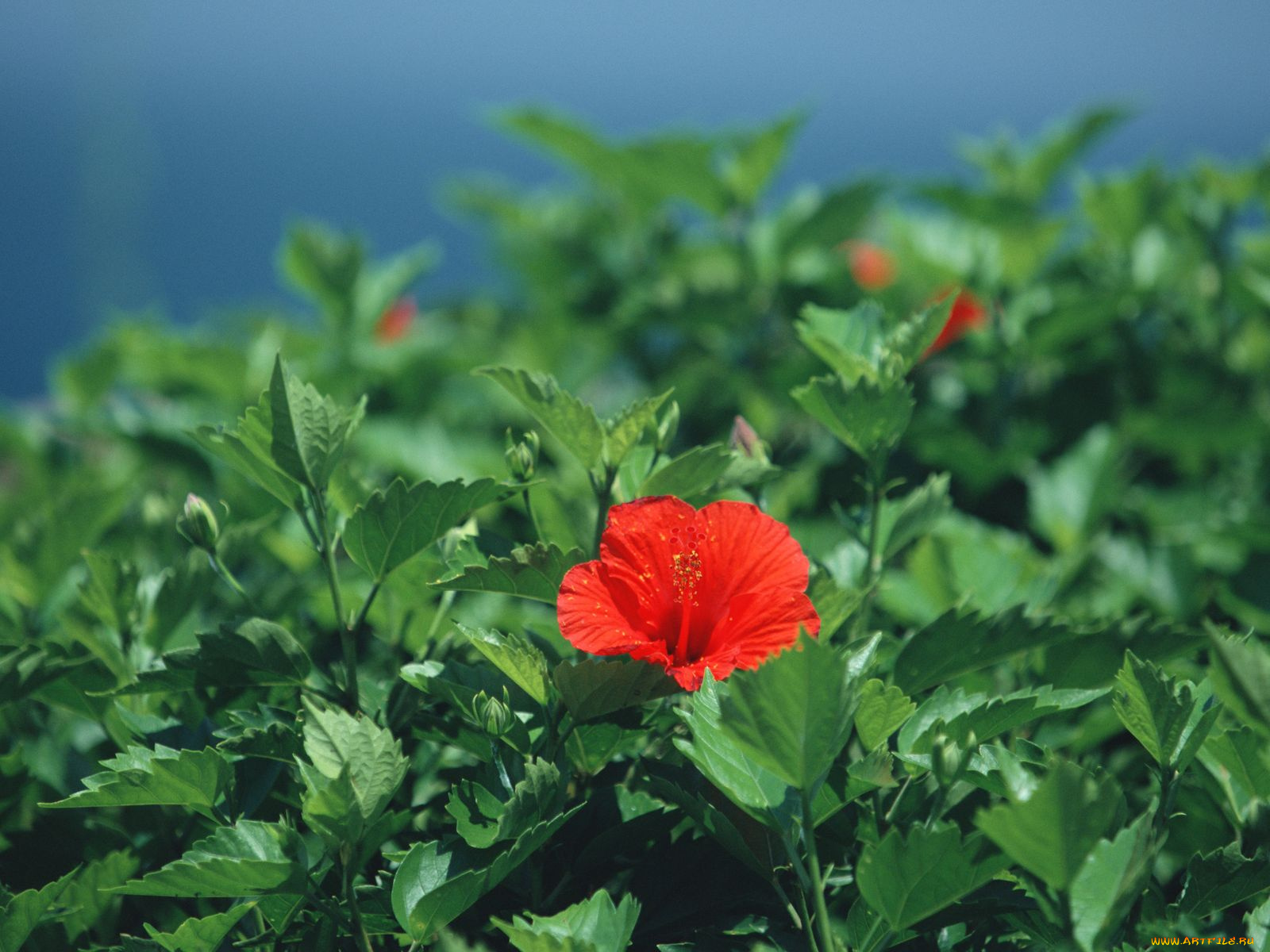 цветы, гибискусы