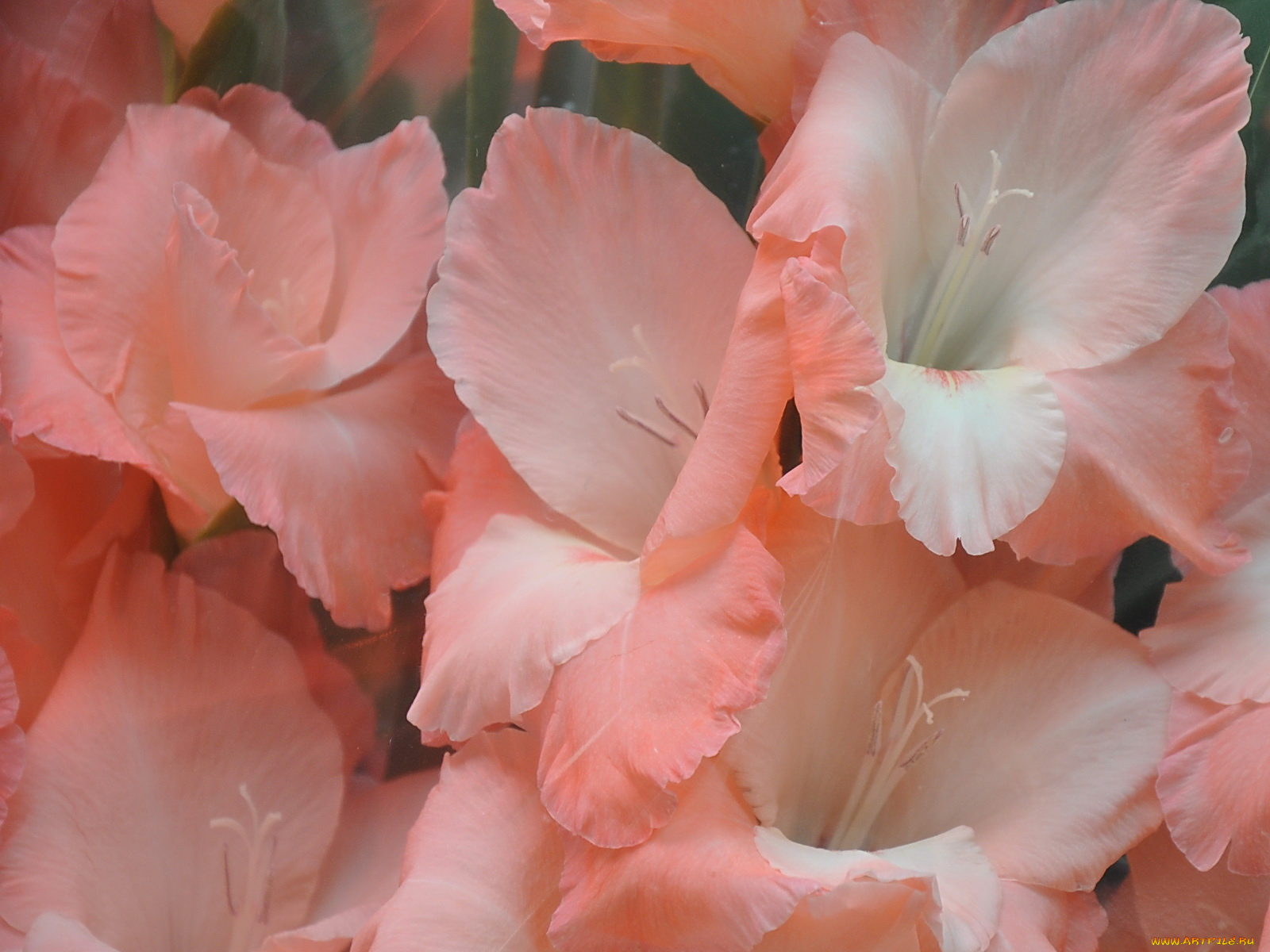 цветы, гладиолусы