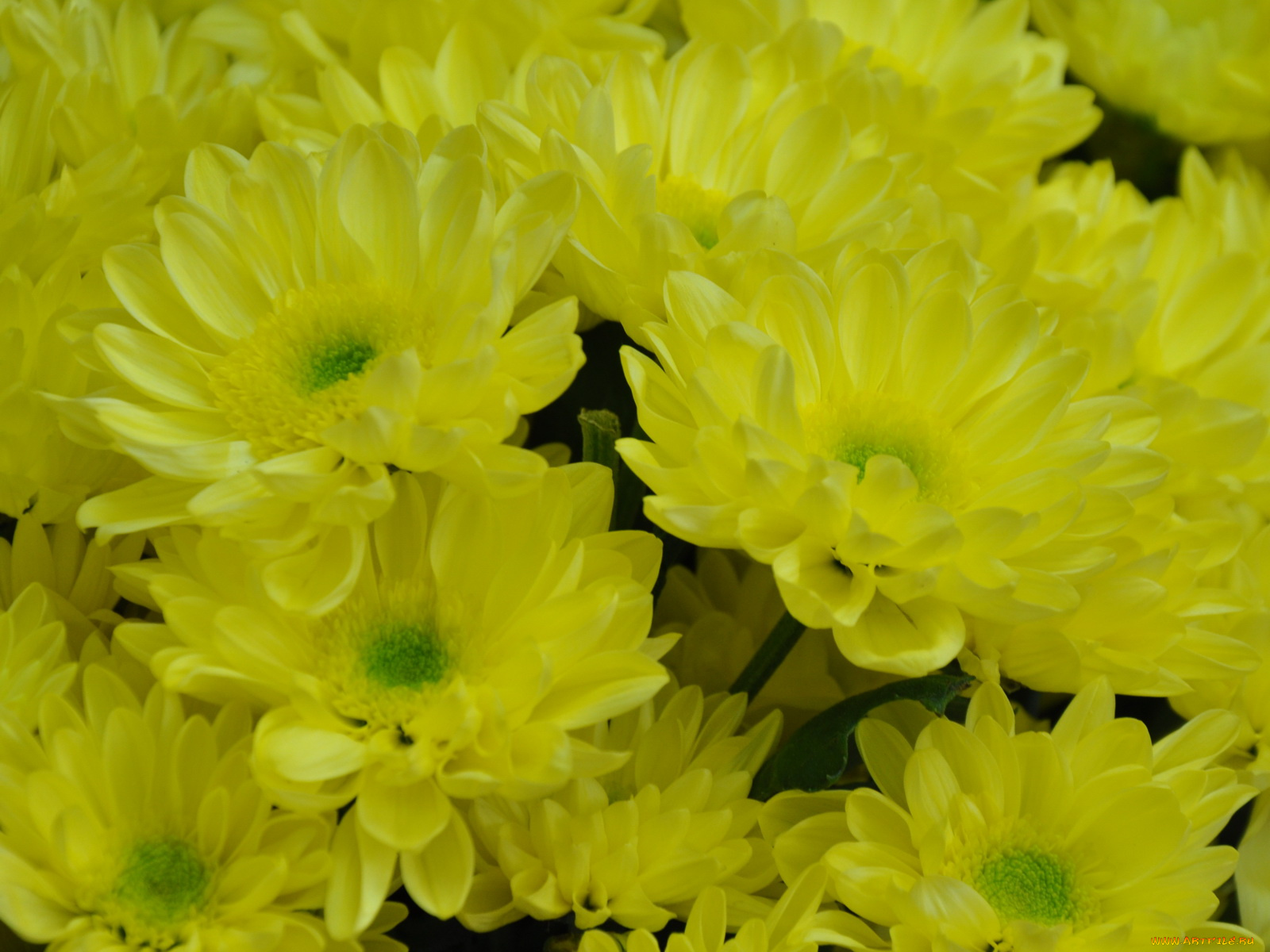 цветы, хризантемы