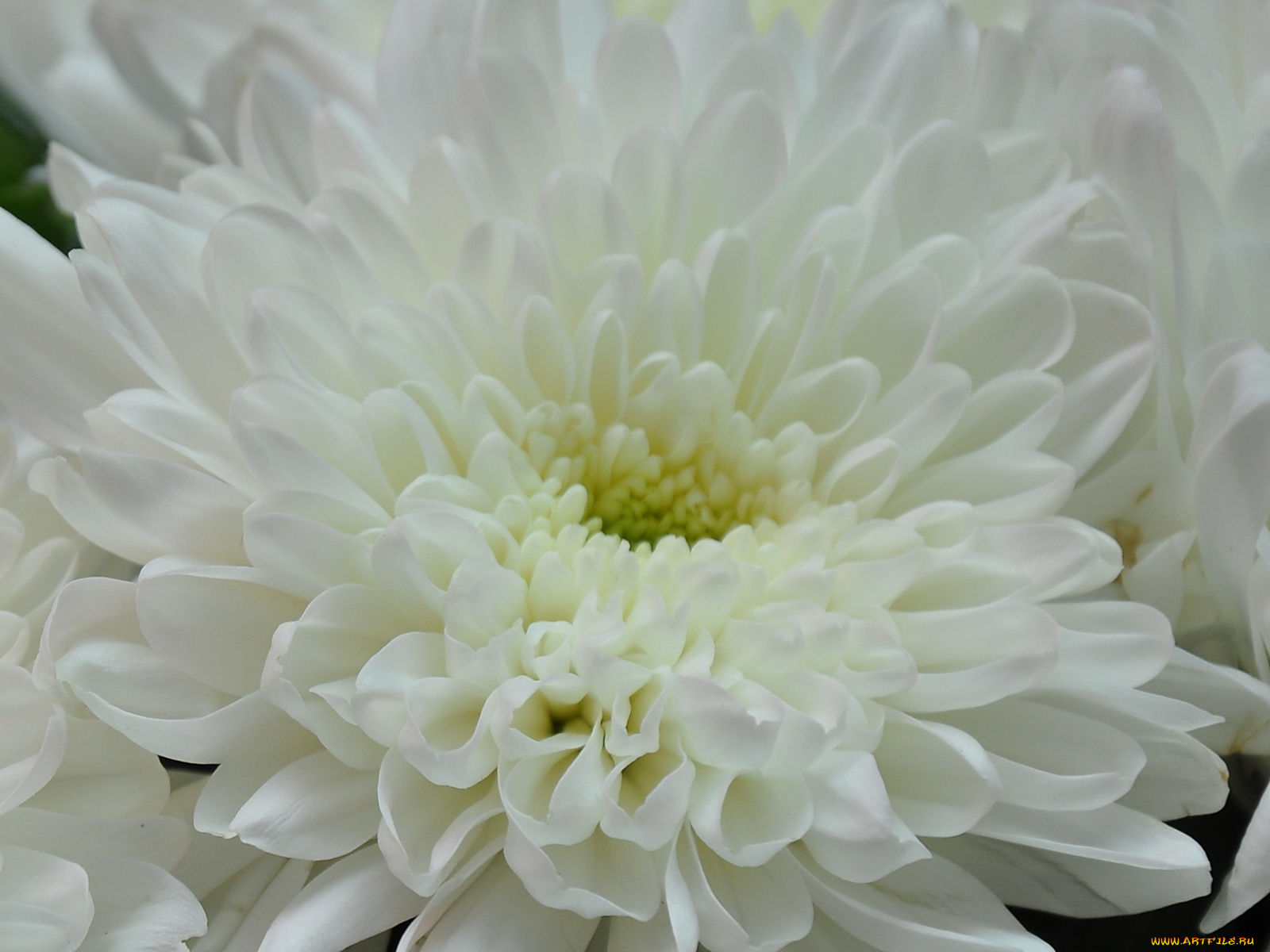 цветы, хризантемы