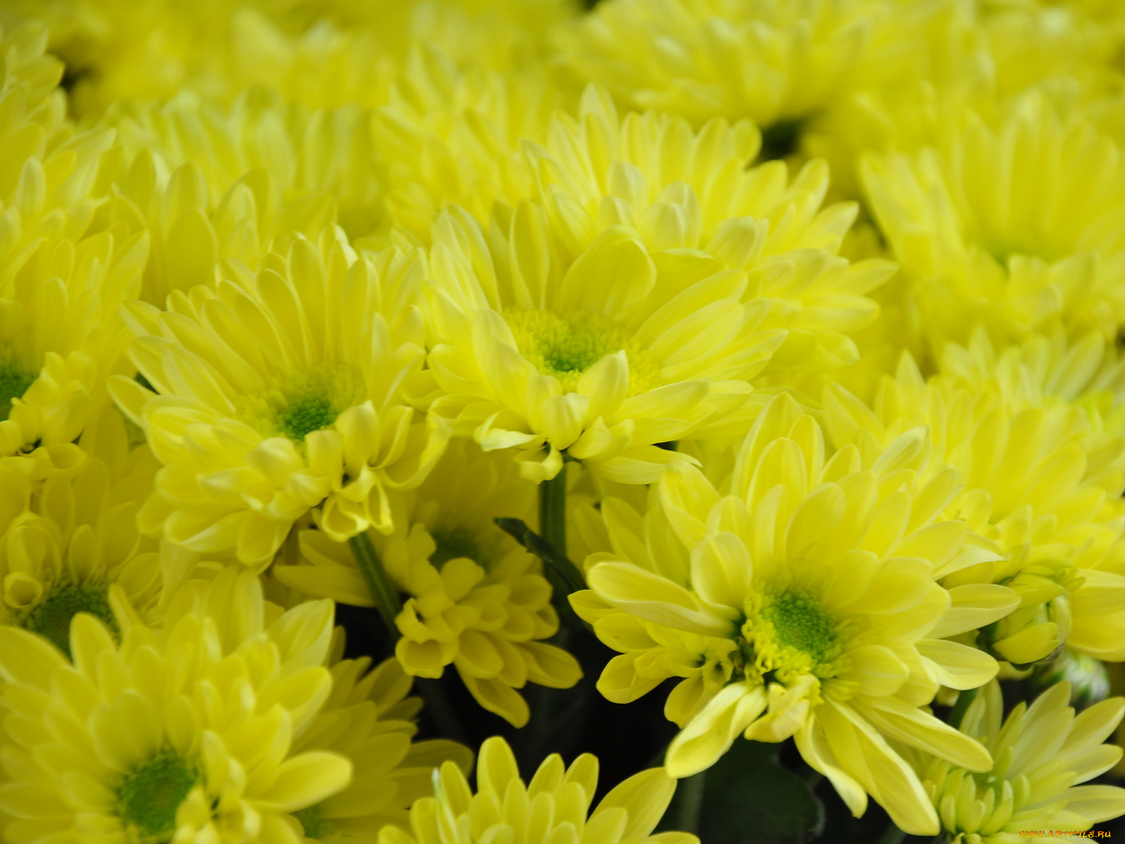 цветы, хризантемы