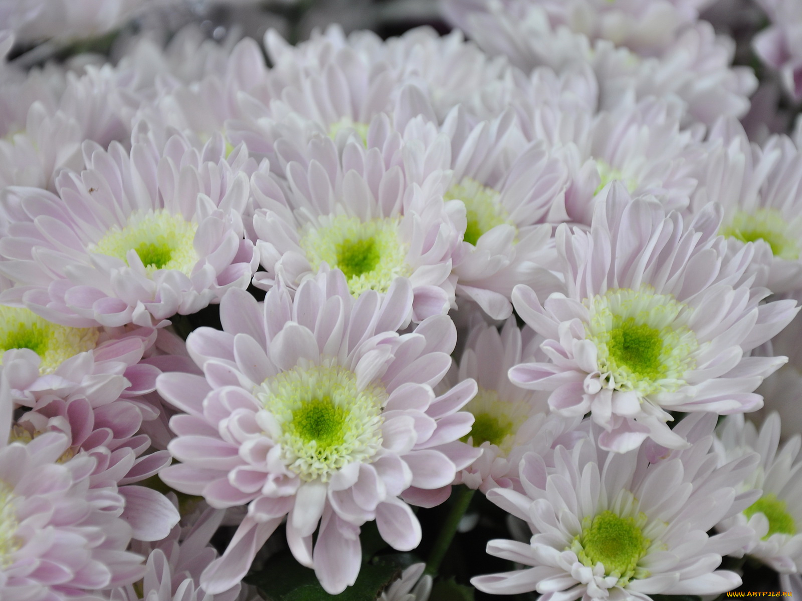 цветы, хризантемы