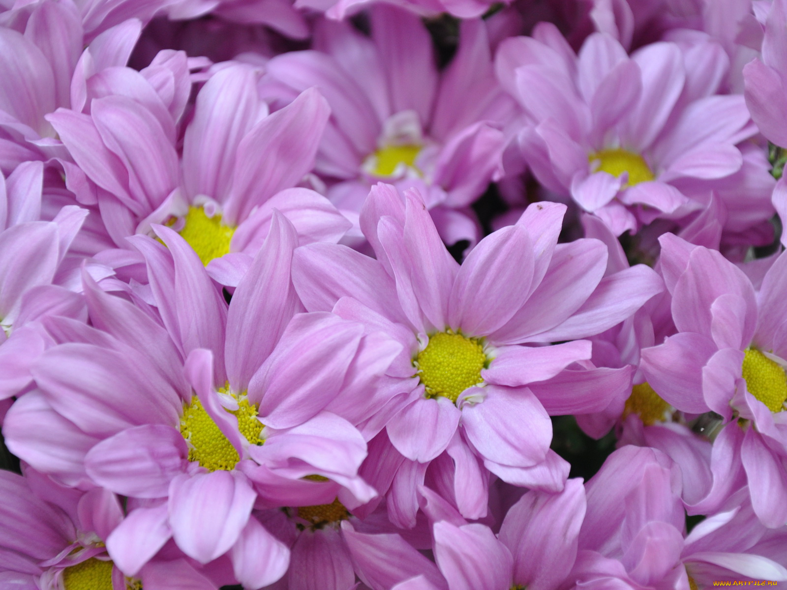 цветы, хризантемы