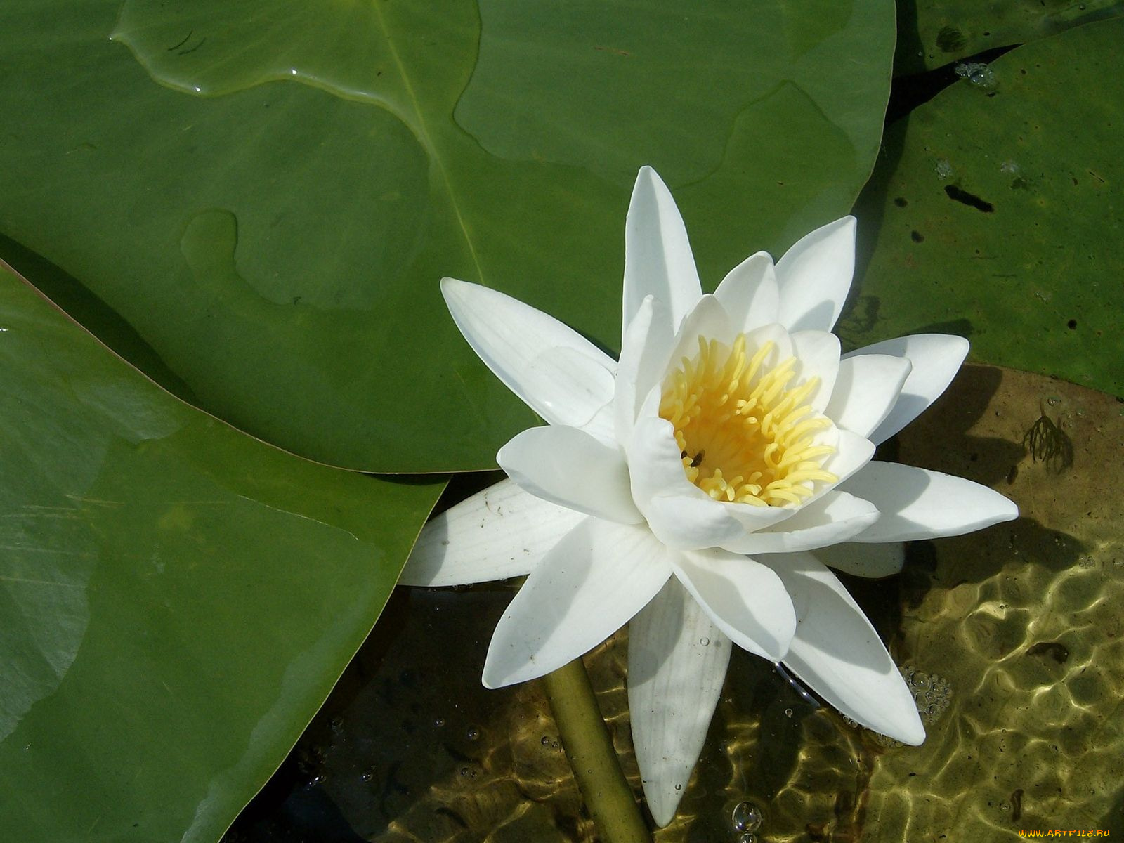 цветы, лилии, водяные, нимфеи, кувшинки