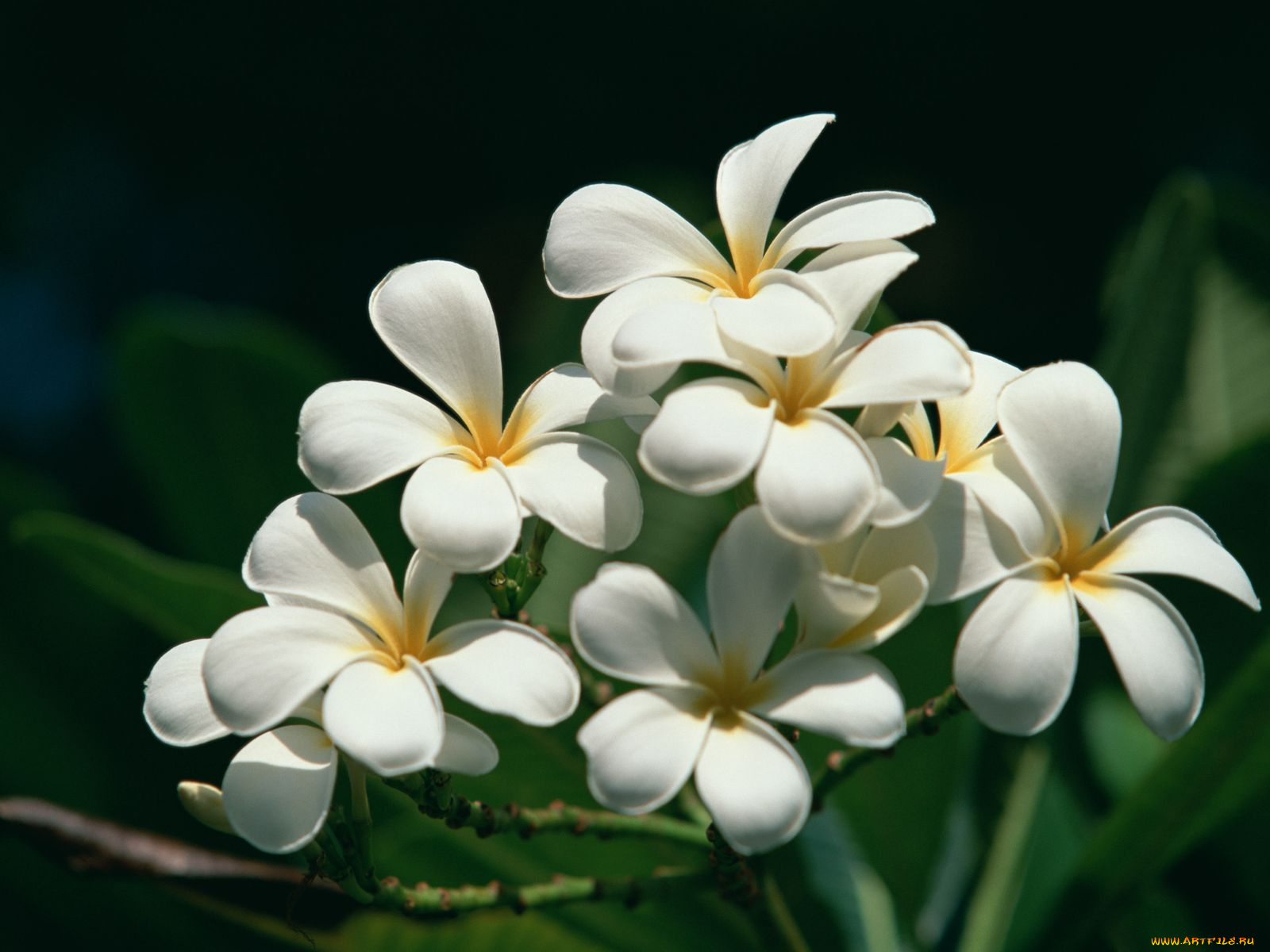 цветы, плюмерия