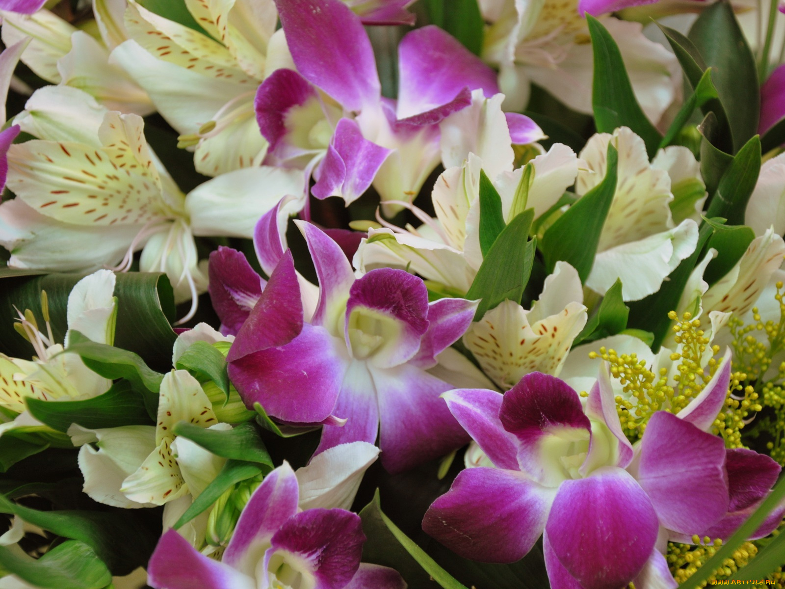 цветы, разные, вместе