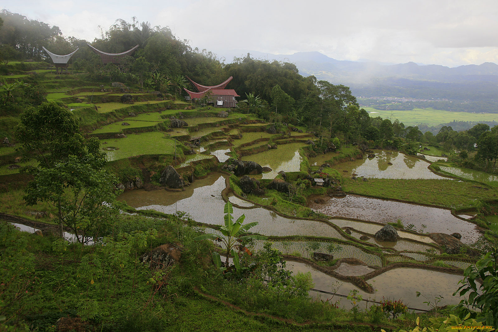 природа, поля, домики, террасы, рисовое, поле