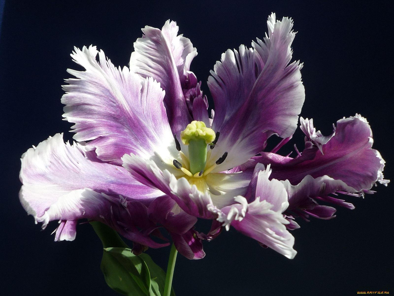 цветы, тюльпаны, махровые, лепестки, нежный