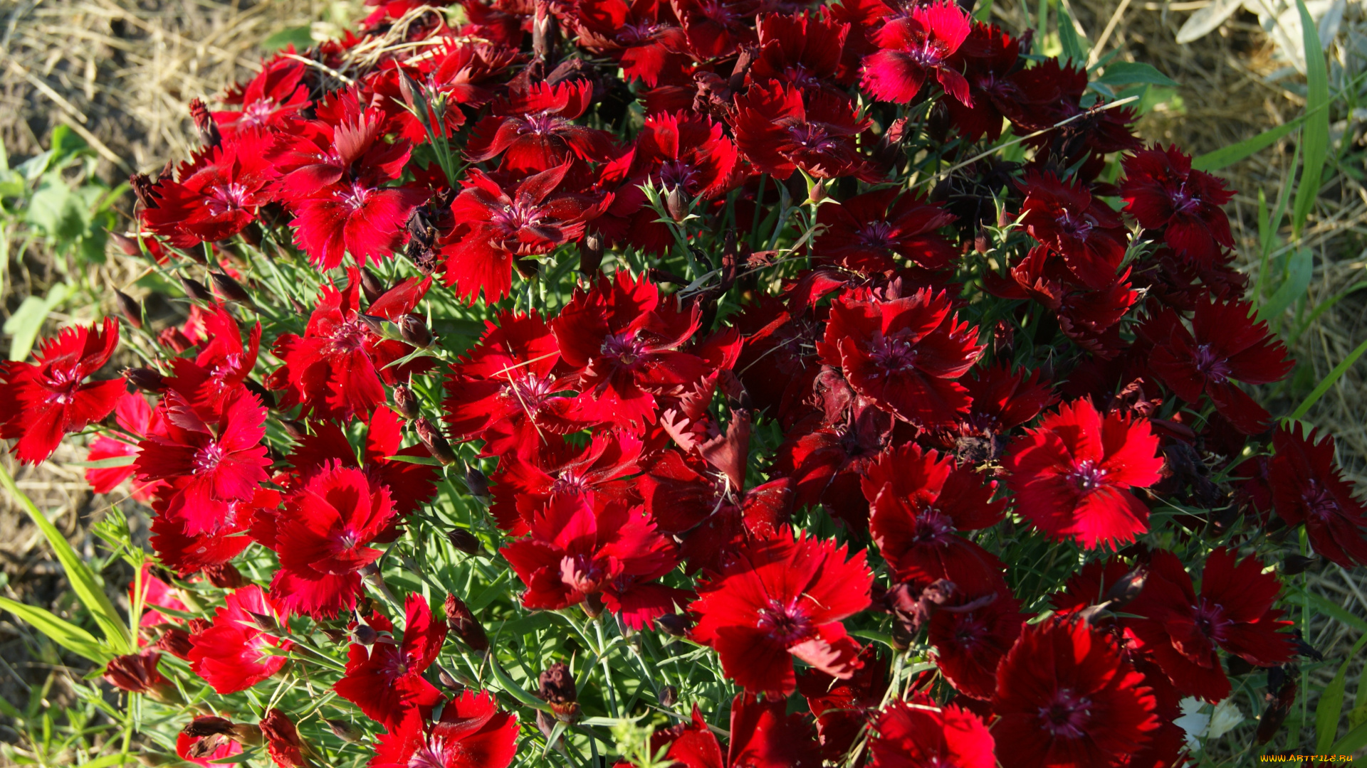 цветы, гвоздики