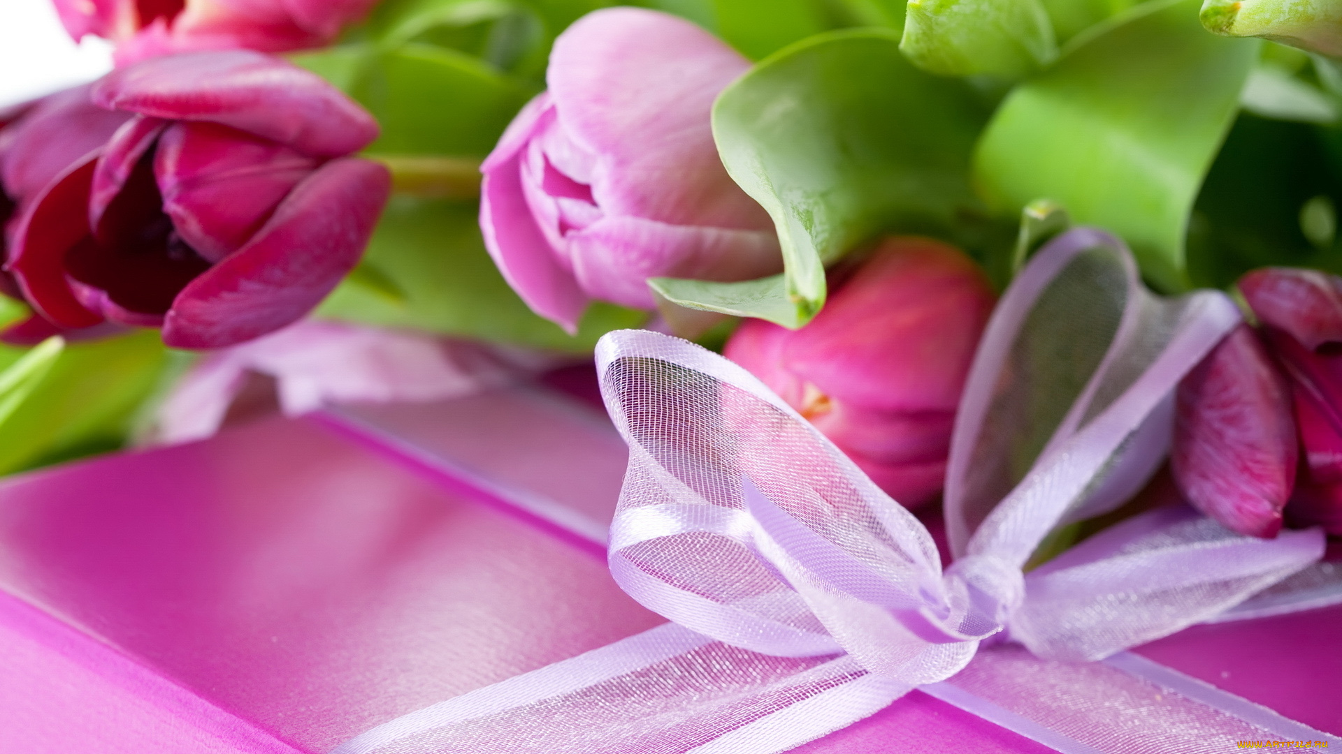 цветы, тюльпаны, бутоны