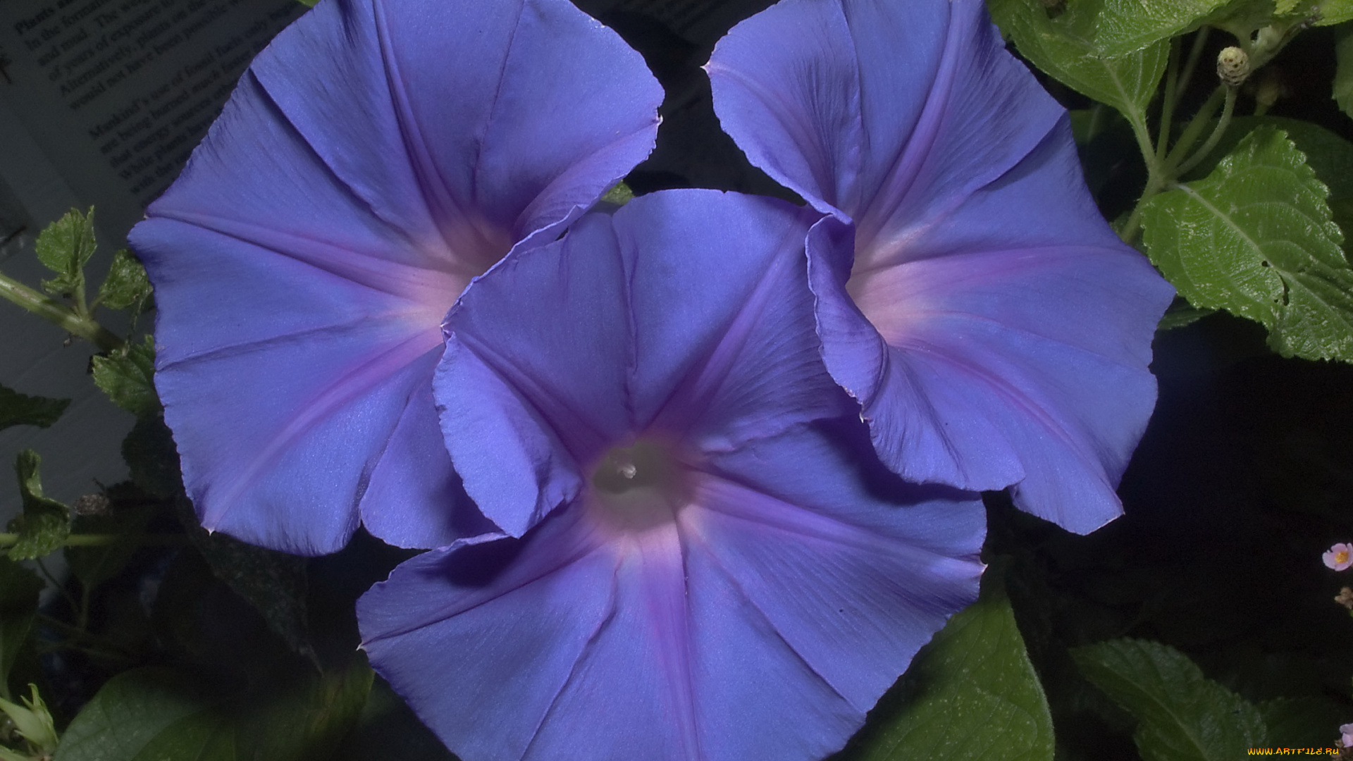 цветы, вьюнки, ипомеи, синий, яркий