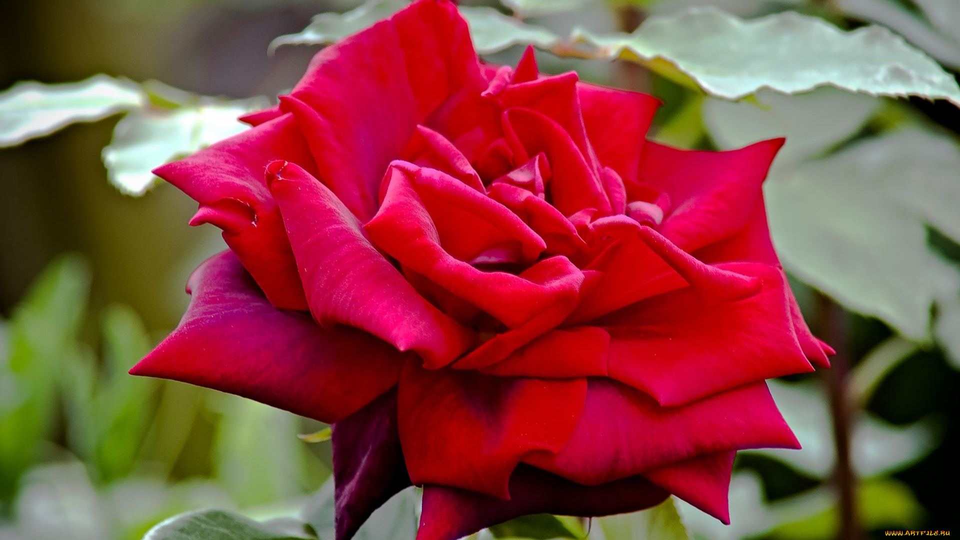 royal, william, rose, цветы, розы