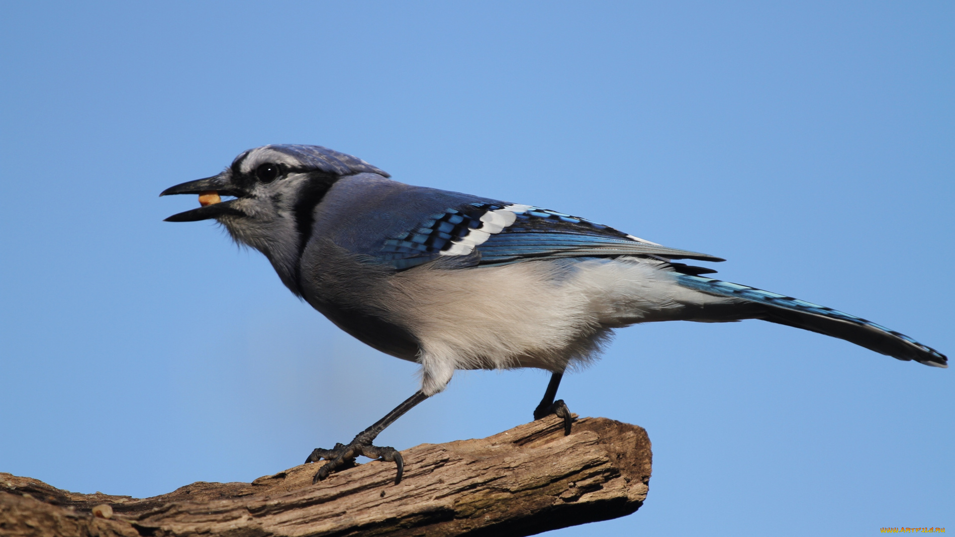 животные, сойки, обед