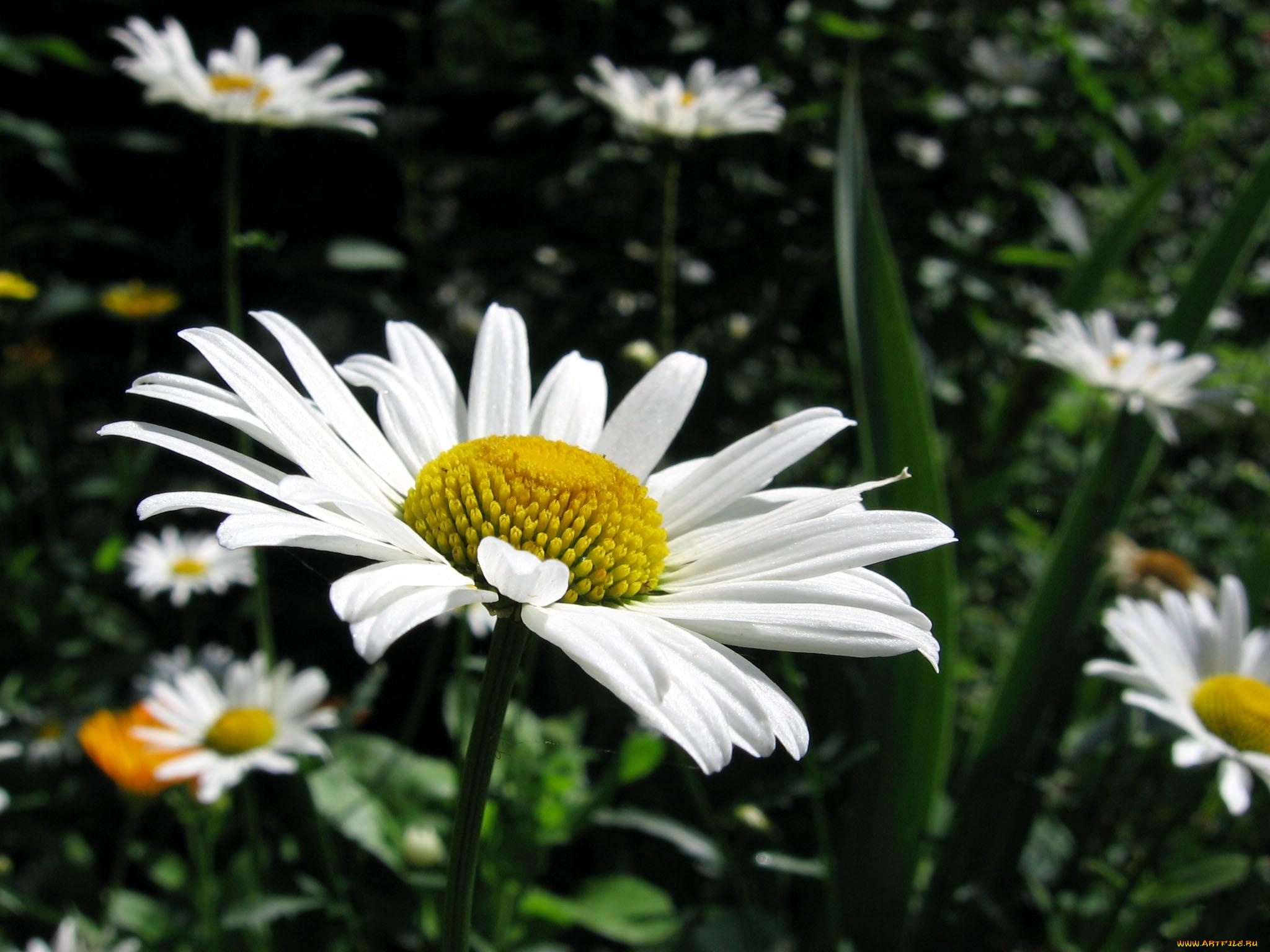 ромашка, цветы, ромашки, зелень