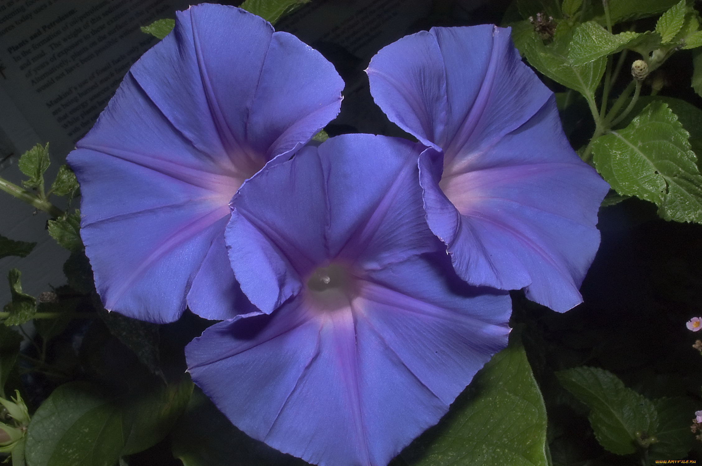 цветы, вьюнки, ипомеи, синий, яркий