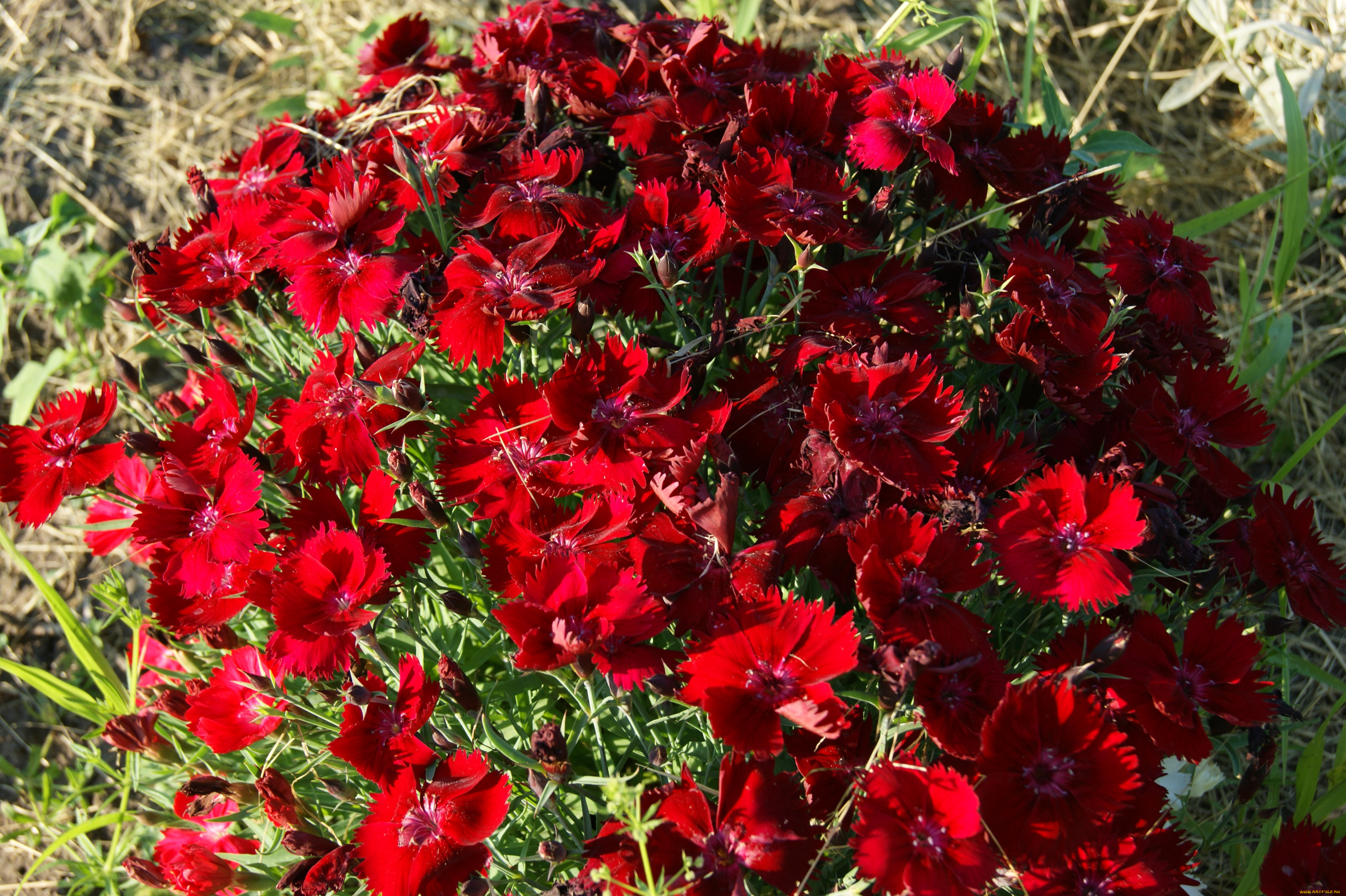 цветы, гвоздики