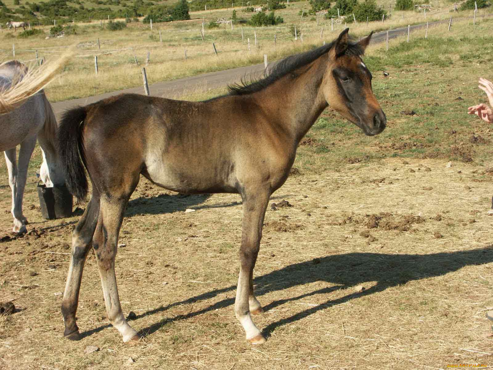 животные, лошади, лошадка