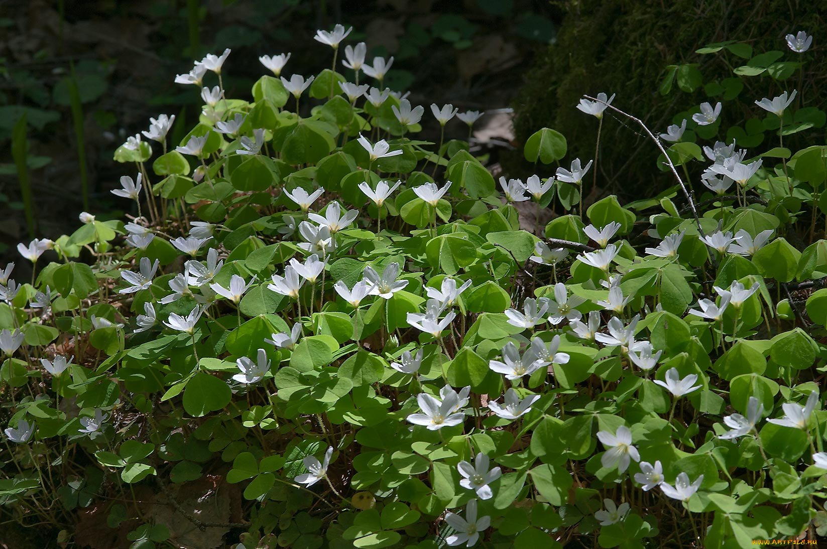 цветы, клематис, ломонос, листья, лепестки