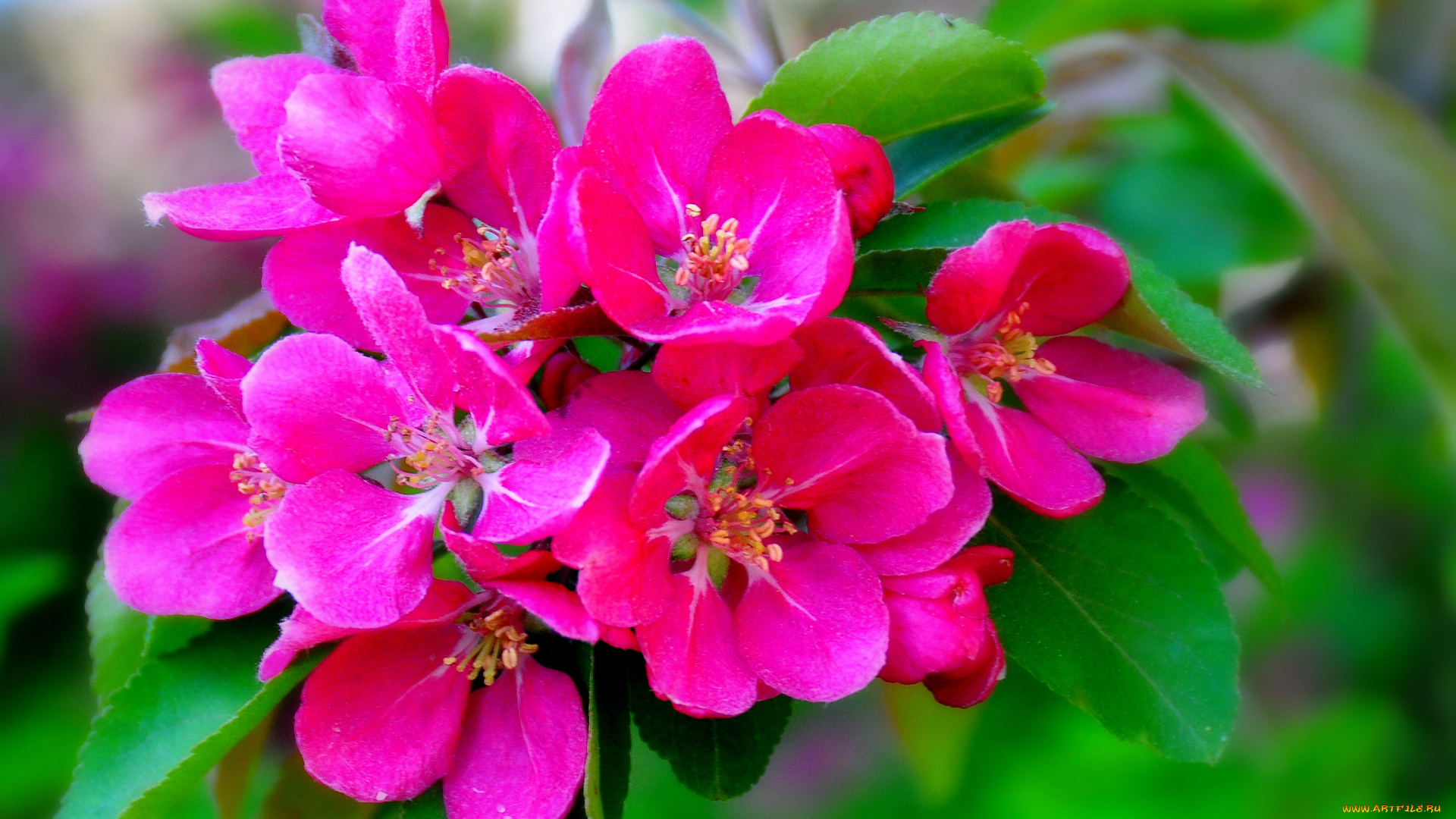 цветы, цветущие, деревья, кустарники, цветение, ветка, макро