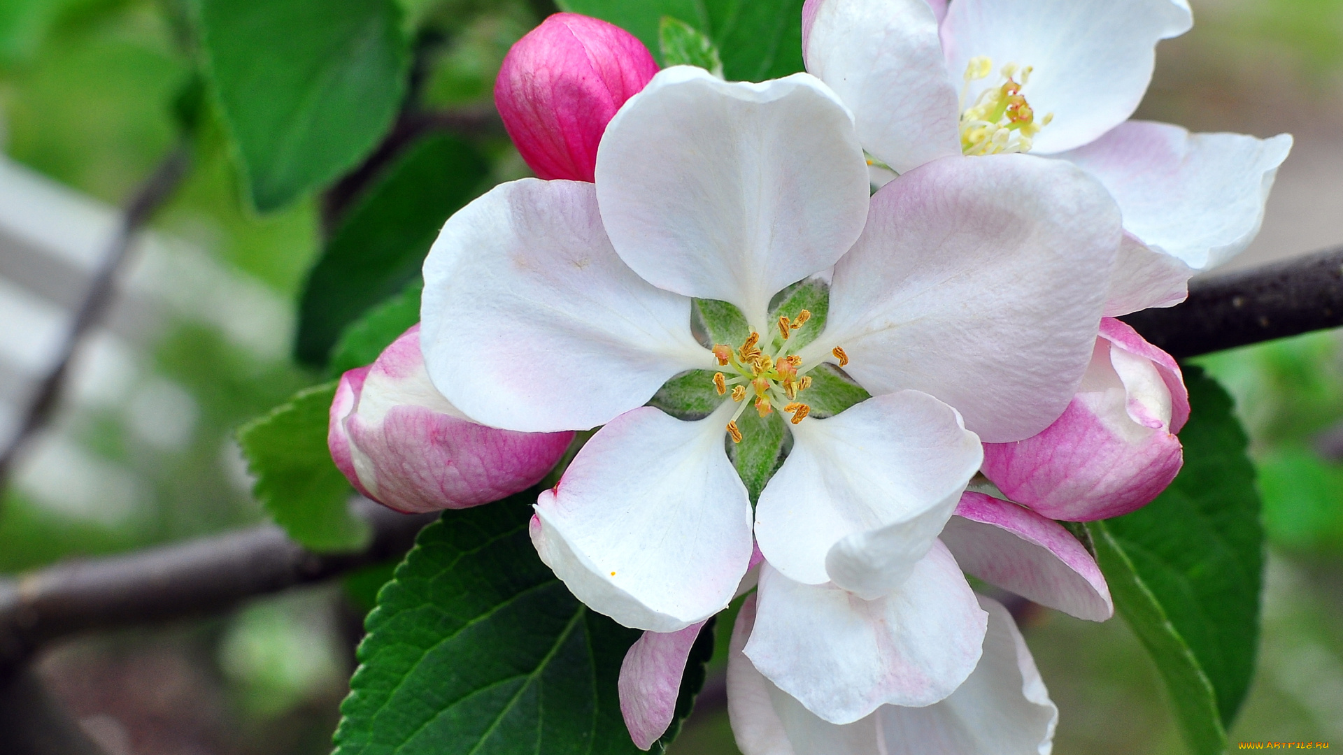 цветы, цветущие, деревья, кустарники, цветение, яблоня, бутоны, лепестки, макро, ветка