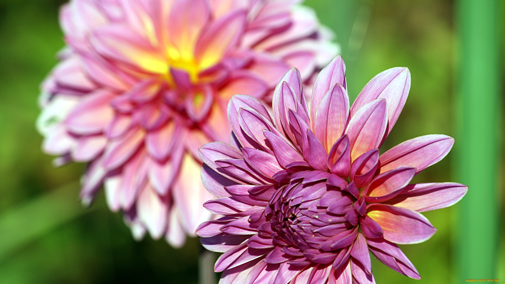 цветы, георгины