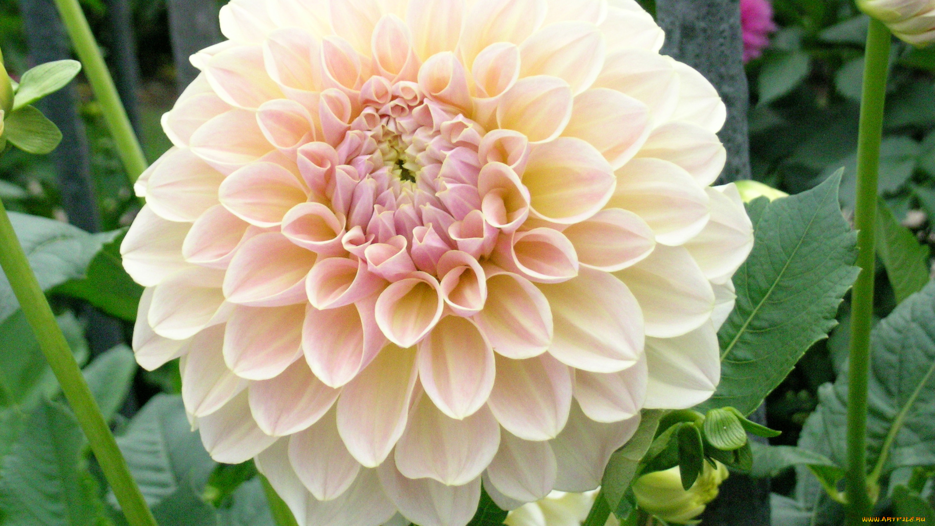 цветы, георгины