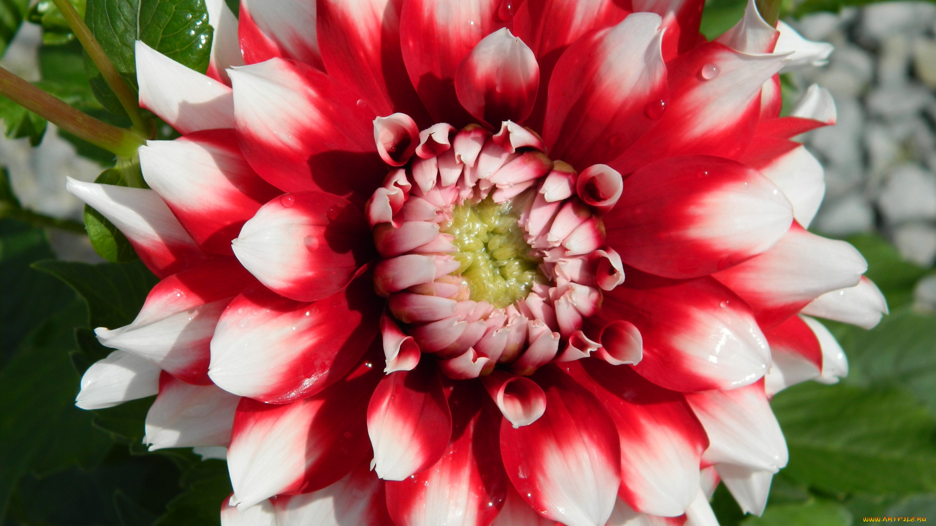 цветы, георгины