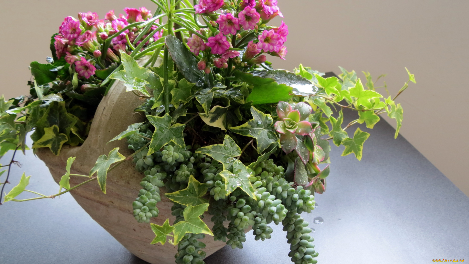 цветы, каланхоэ, kalanchoes