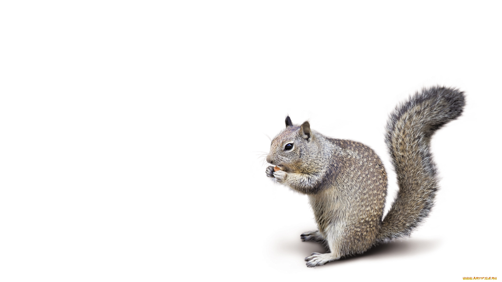 животные, белки, кушает, белый, фон, хвостатая, пушистая, белка