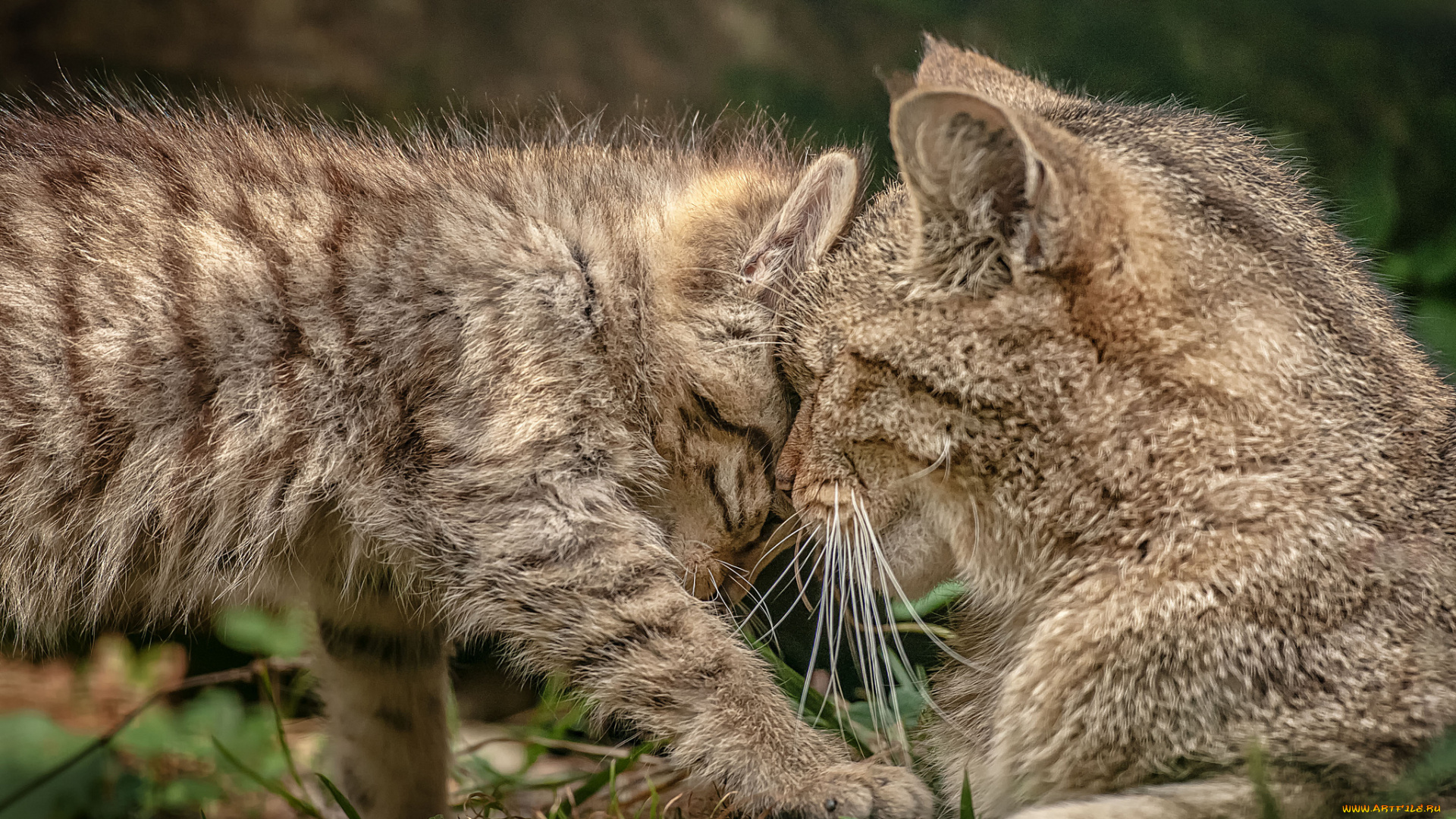 животные, дикие, кошки, чувства, малыш, мама