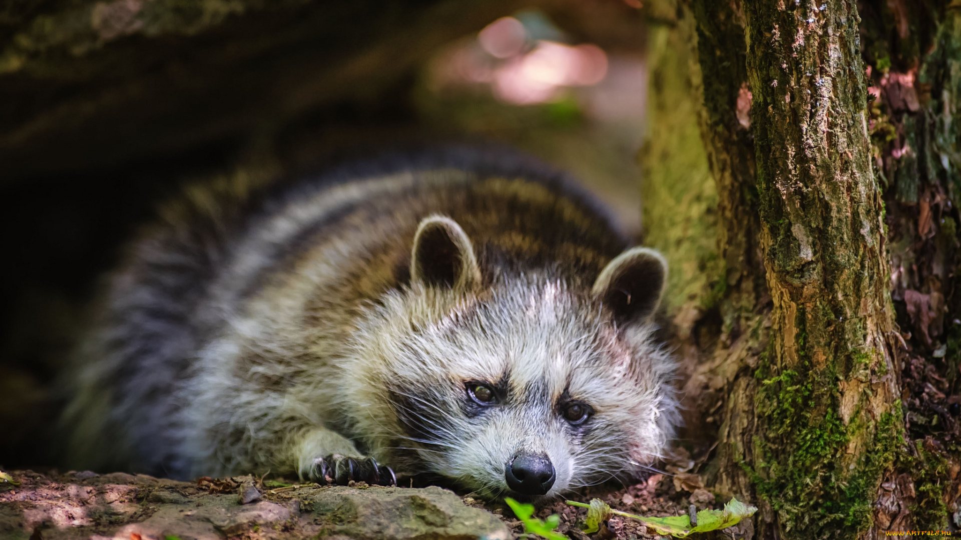 животные, еноты, отдых, полоскун